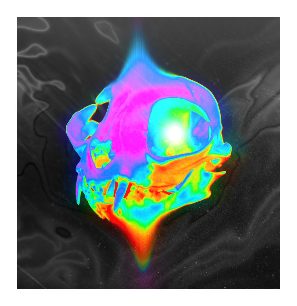 cat-skull